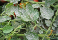 powdery  mildew.png