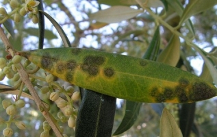 Leaf Spot