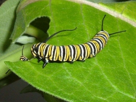 Leaf eating caterpillars