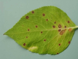 Leaf Spot