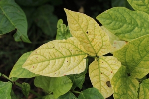 Yellow Leaves