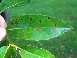 Leaf Spot and Blight
