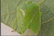 Stinkbug