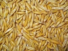 OATS.JPG