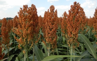 grain-sorghum.jpg
