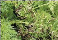 alternaria blight.png