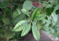 zinc deficiency.png