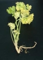 coriander root rot1.jpg