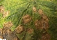 anthracnose.png