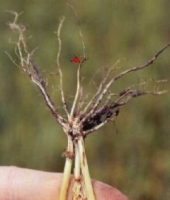 Root Rot