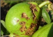 anthracnose.png