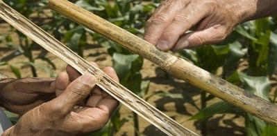 Post flowering stalk rot