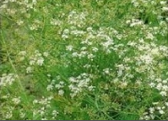 powdery mildew.png