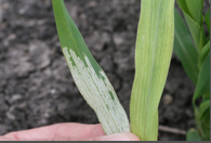 downy mildew.png