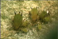 aphids.png