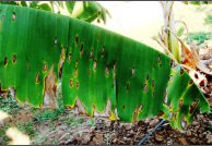 sigatoka leaf spot.png