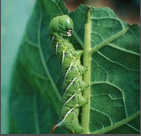 TOBACCO LEAF EATING CATERPILLAR.png