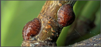 scale insect.png