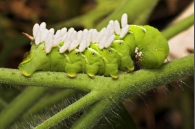 hornworm.png