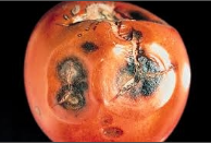 anthracnose.png
