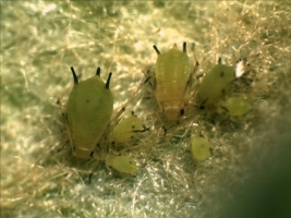 Aphids