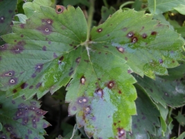 leaf spot.jpg