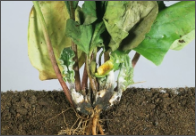 root rot.png