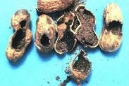Termites