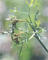 Alternaria Blight