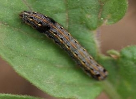 Tobacco Caterpillar