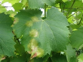 Downy Mildew