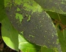 Leaf Mould
