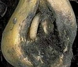 maggots.png