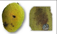 shoot and fruit borer.png