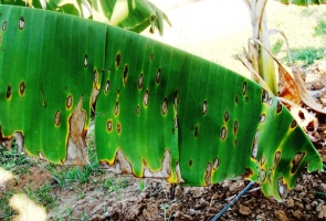 Sigatoka leaf spot