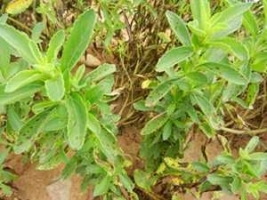 Septoria steviae