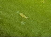 Aphid and Thrips