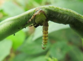 Pod borer (Lepidoptera)