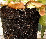 stem rot.png
