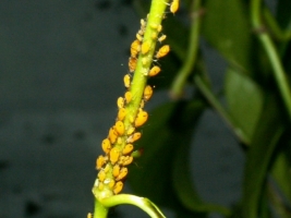 Aphids