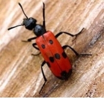 Blister Beetle 