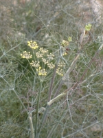 Powdery Mildew