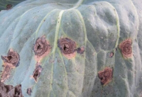 Alternaria Leaf Spot