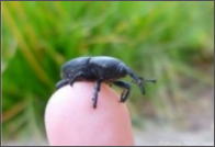 weevil.png