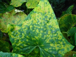 Downy Mildew