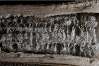charcoal rot.png