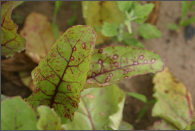 cercospora leaf spot.png