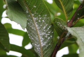 guava mealy bug.jpg