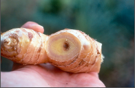 bacterial wilt.png