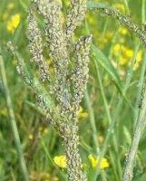 Aphids